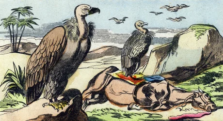 Vultures (Engraving in "Buffon Alphabet des Oiseaux n 1")