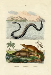 Water Rat