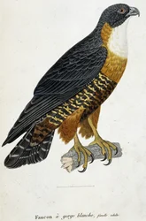 White-throated Falcon, adult female