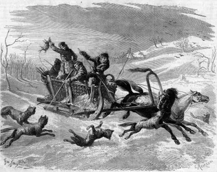 Wolf hunting in Russia