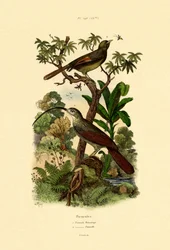 Woodcreeper