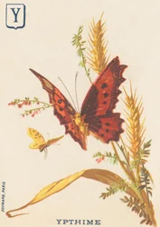 Ypthime (Apatura ilia or Lesser mars changeant)