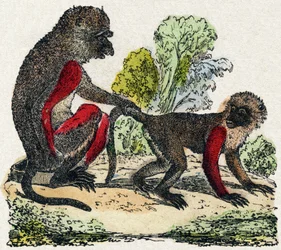 Yarques. Engraving in 