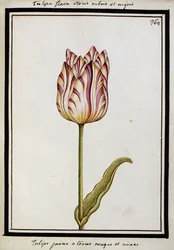 Yellow Tulip with Red and Black Streaks