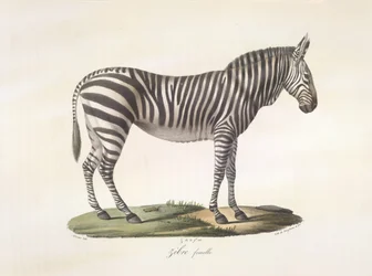 Female zebra, from Histoire Naturelle des Mammifères
