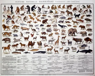Zoology: classification of mammals according to the French biologist Georges Cuvier (1769-1832)