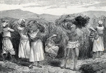Common smilax or sarsaparille or rough bindweed harvesting in Peru (engraving, 1888)