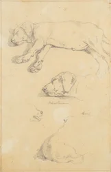 Dog Studies: Waldmann and Ami