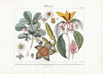 Exotic Ornamental Plants: Clusia, Enkianthus and Stapelia
