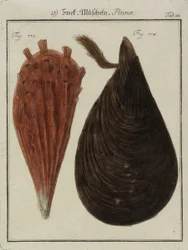 Mussels, from The New Systematic Cabinet of Shells, 1784