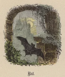 Bat