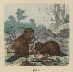 Beaver