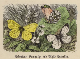 Brimstone, Orange-tip, and White Butterflies