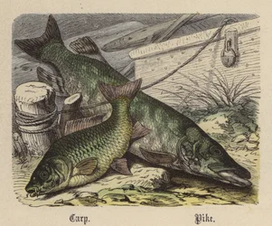 Carp, Pike