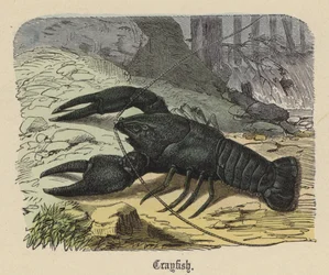 Crayfish