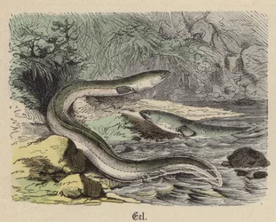 Eel