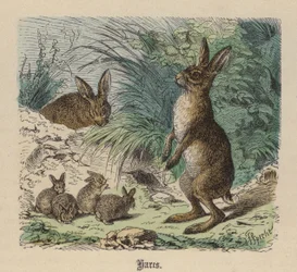 Hares