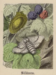 Silkworm