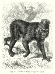 The Black Ape (Cynocephalus Niger)