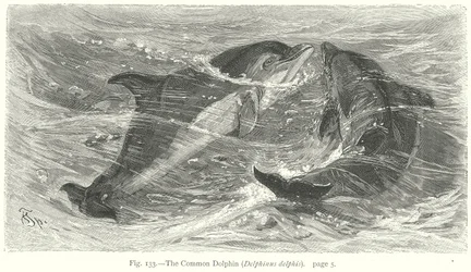The Common Dolphin (Delphinus Delphis) (engraving)