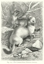 The Common Stoat (Putorius Erminea)