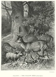 The Fallow Deer (Dama Vulgaris)