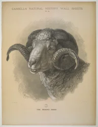 The Merino Sheep, from 