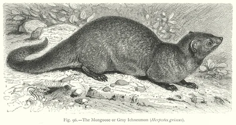 The Mongoose or Gray Ichneumon (Herpestes Griseus)