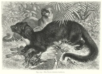 The Tayra (Galictis Barbara) (engraving)