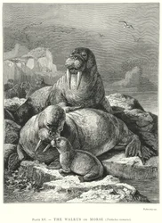 The Walrus or Morse (Trichechus Rosmarus)