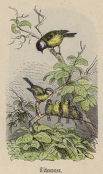 Titmouse