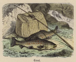 Trout
