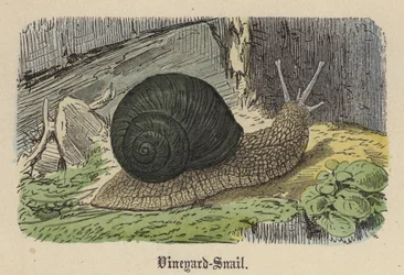 Vineyard-Snail