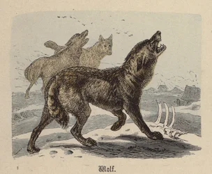Wolf