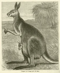 Kangaroo and Young
