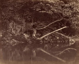 River Bank in the Vale of Neath, c. 1855