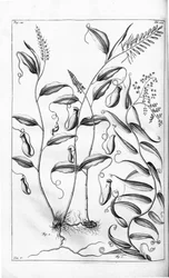 Cantharifera and Flagellaria indica from Herbarium amboinense