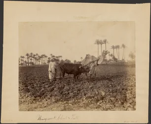 Camel Ploughman