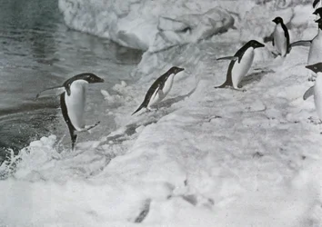 Penguins Jumping On to The Ice-Foot