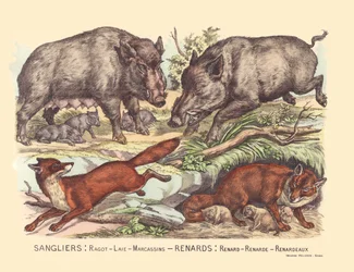 Page 9: Wild boars: gossip, lard, marcassins Fox: fox, fox, fox