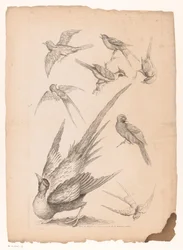 Eight Chinese Birds, Including Possibly Birds of Paradise
