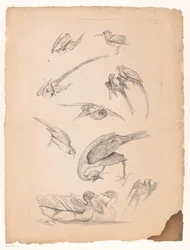 Eleven Chinese Birds, Including Ducks and Parrots