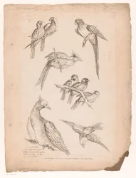 Nine Chinese Birds