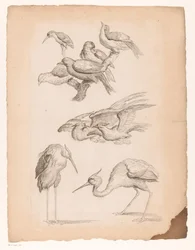 Nine Chinese Birds, Including Herons and a Kingfisher