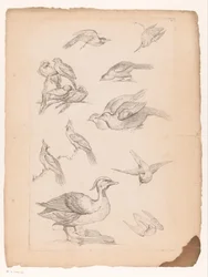 Fourteen Chinese Birds, Including Ducks and Kingfishers