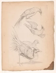 Four Chinese Birds, Possibly Birds of Paradise (Various Chinese Birds) (Book of Different Species of Birds from China)