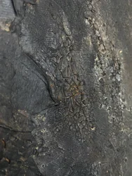 Deep Cracked Texture