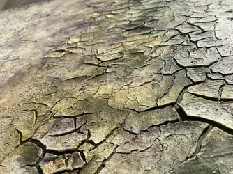 Weathered Organic Cracks