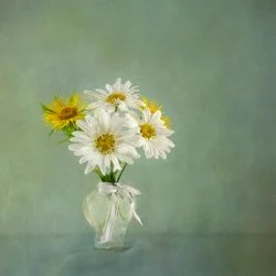 Fresh Daisy Bouquet