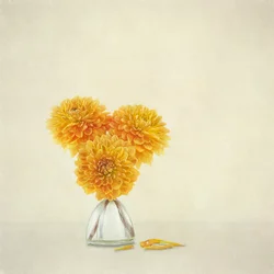 Golden Autumn Dahlias